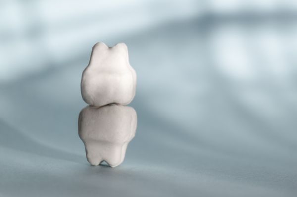 歯ぎしりしている歯の模型